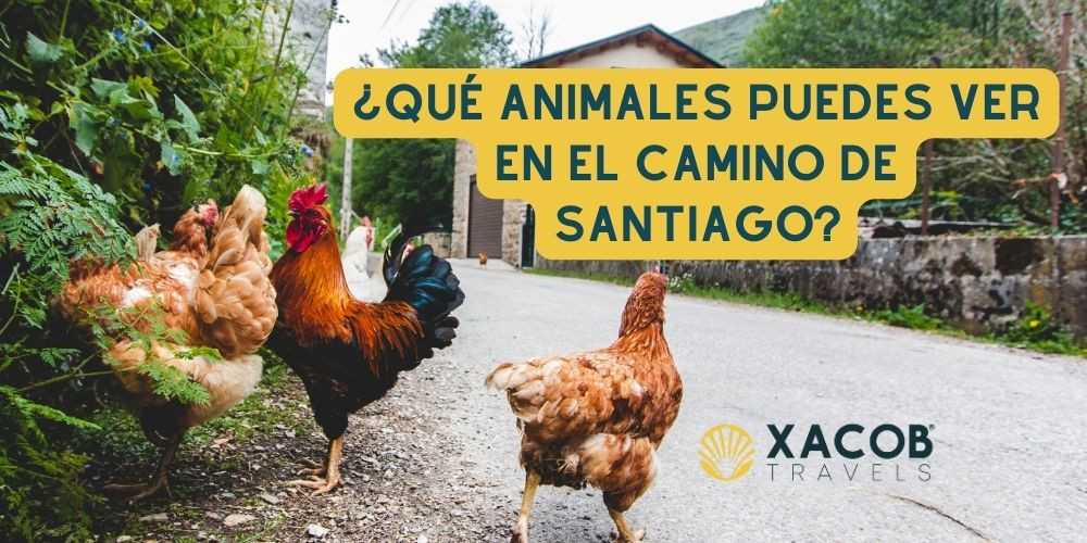 ¿Qué Animales Puedes ver en el Camino de Santiago?